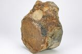 Sauropod Dinosaur (Duriatitan) Vertebra - England #206419-2